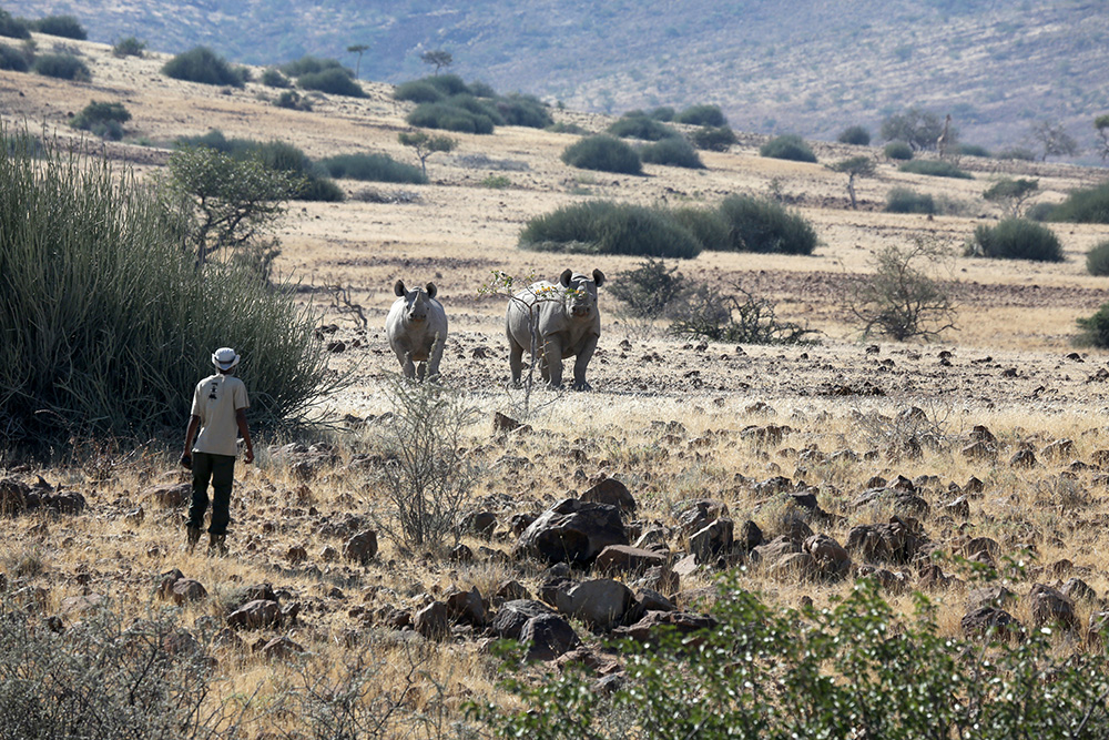 Tracking desert-adapted black rhino on foot with rangers in the Palmwag Concession