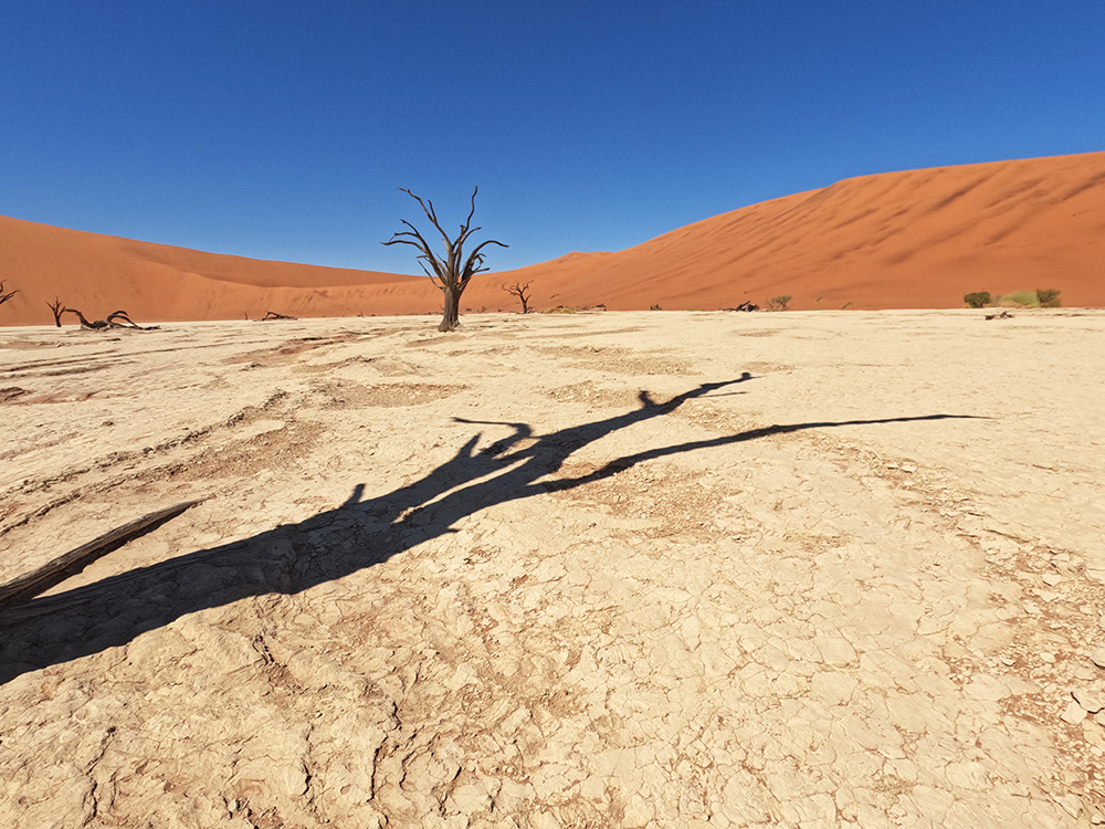 Dead camel thorn trees on the white clay pan of Deadvlei surrounded by red dunes