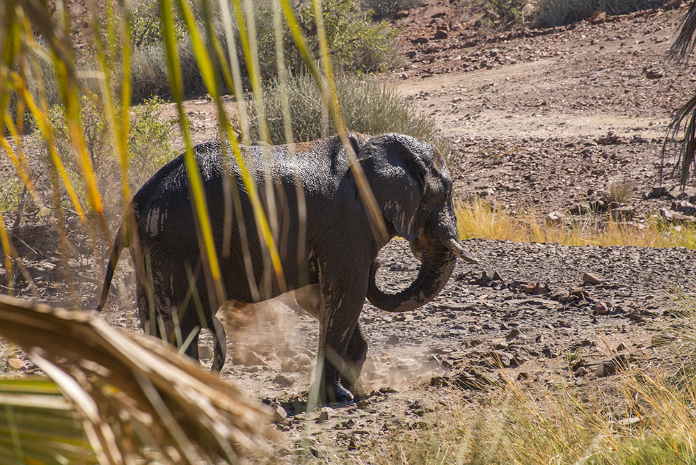 A desert-adapted elephant walking through a dry riverbed in Damaraland