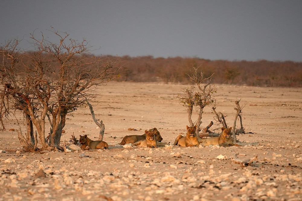 Lions of Etosha in soft light