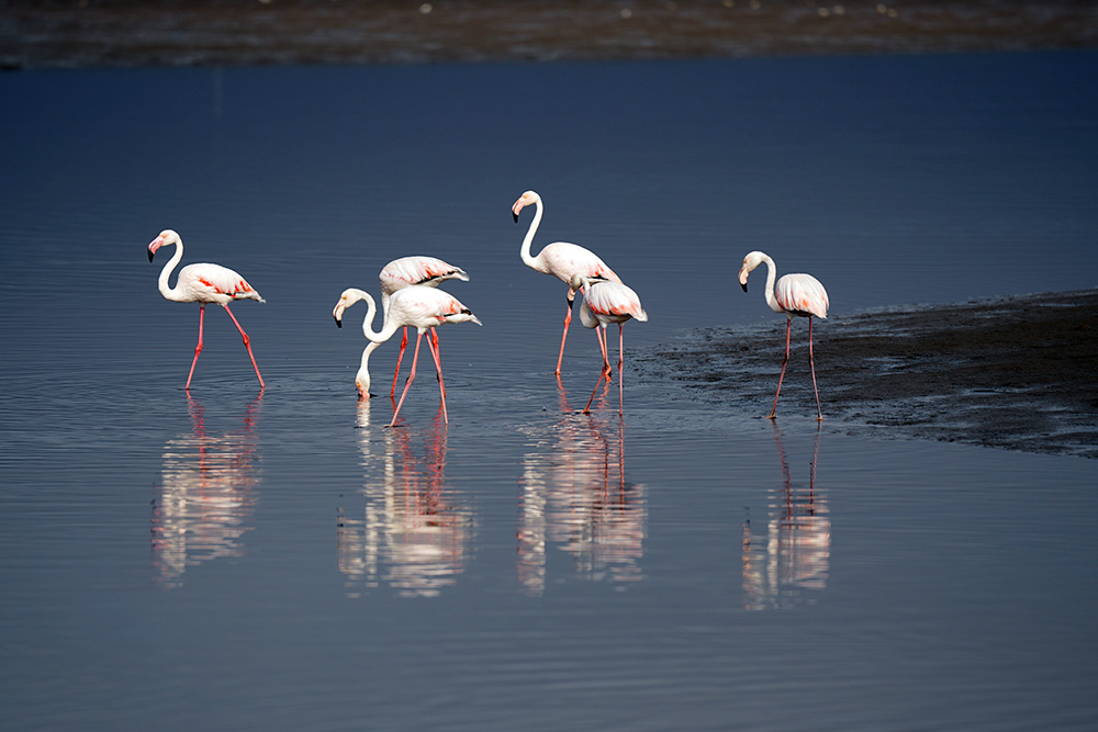 Thousands of flamingos feeding on the Walvis Bay lagoon