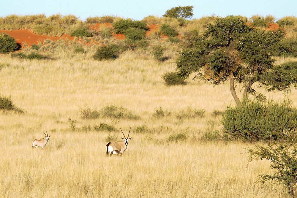 An oryx standing on a red Kalahari dune at sunset