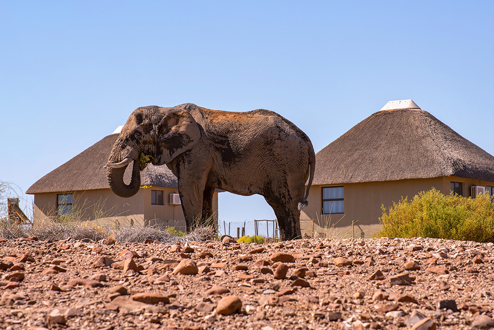 Desert-adapted elephant walking through a dry riverbed in Damaraland