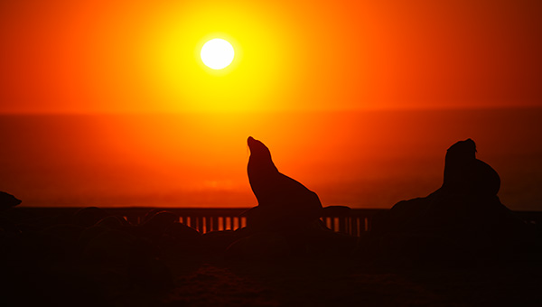 Namib dunes meeting the cold Atlantic at the Skeleton Coast on a foggy morning