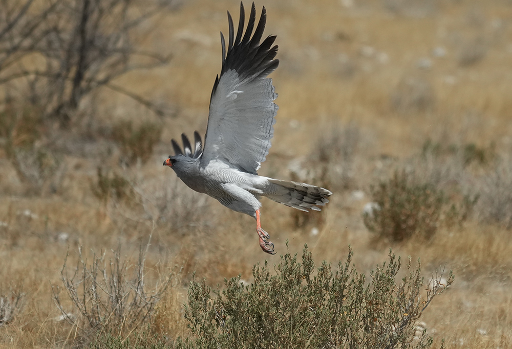Pale Chanting Goshawk takes flight etosha Namibia