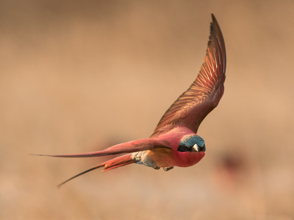 A colony of southern carmine bee-eaters on a Zambezi riverbank