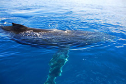 Aaman and Cinta Villas