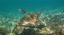 Castaways Backpackers Cairns