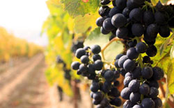 H Boutique Hunter Valley