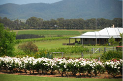 Hanging Tree Wines Guesthouse