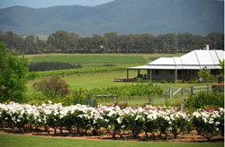 Hanging Tree Wines Guesthouse