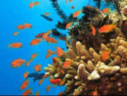 Oaks Carlyle Serveced Apartments