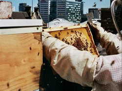 Alto Hotel On Bourke