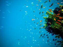 Mossman Motel Villas