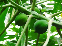 Mossman Motel Villas