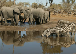 Picture taken at Cheno Travel & Safari Tours Tuli Block Botswana