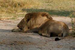 Picture taken at Cheno Travel & Safari Tours Tuli Block Botswana
