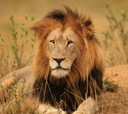 &Beyond Chobe Under Canvas Chobe Park