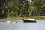 The amazing Okavango Delta is a stunning wildlife viewing area