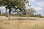 Pandamatenga town