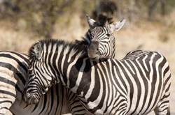 Nxai Pan National Park Gweta