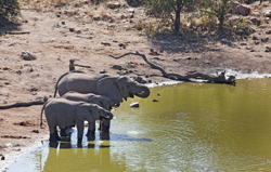 Picture taken at Limpopo River Lodge Camping Tuli Block Botswana