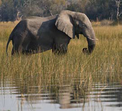 &Beyond Xudum Okavango Delta Lodge Okavango Delta Botswana