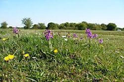 Fressingfield   hotels