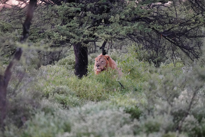 Picture taken at Onguma Plains: The Fort Etosha National Park Namibia