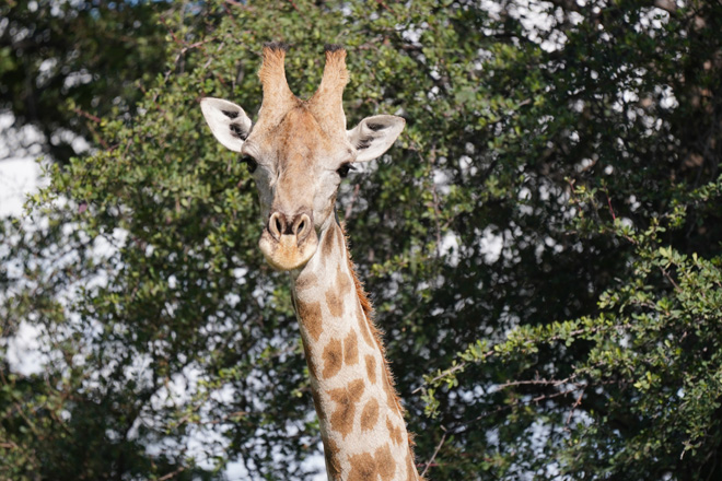 Onguma Plains: The Fort Etosha National Park