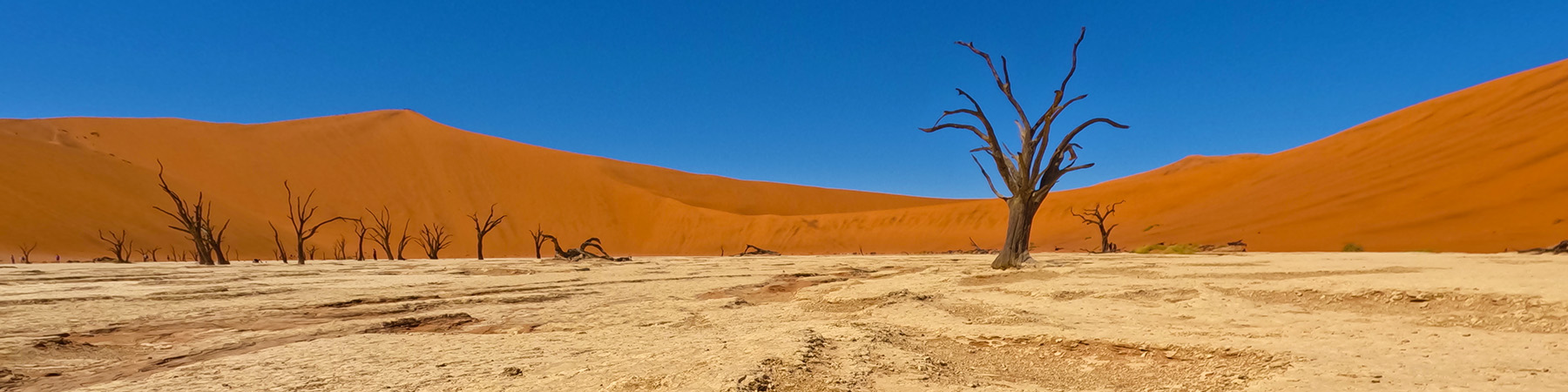 Dead camel-thorn trees on the white clay pan of Deadvlei against the red dunes