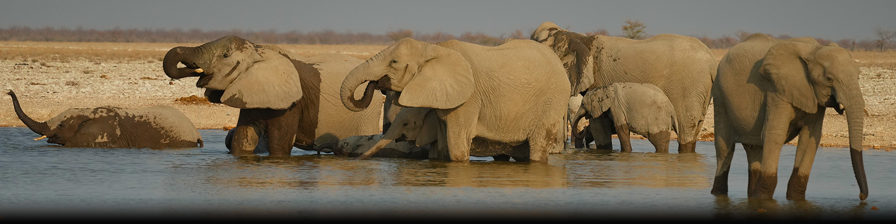 Elephants gathered at a waterhole in Etosha National Park