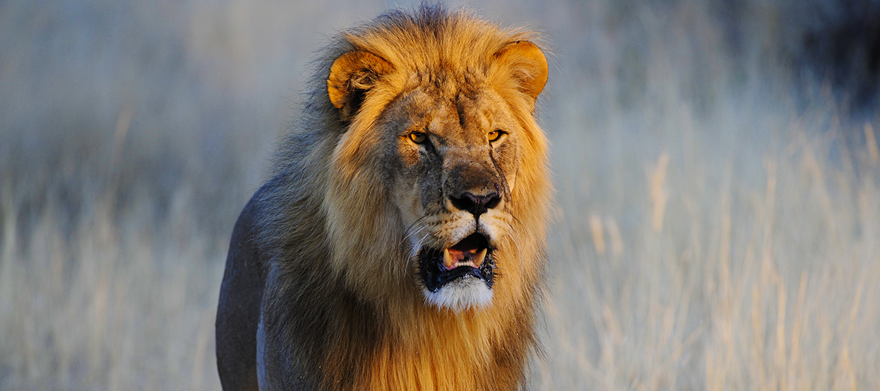 Lion in Etosha National Park