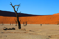 Dead tree in Deadvlea at Sesriem Namibia