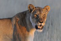 Lioness in Etosha National Park