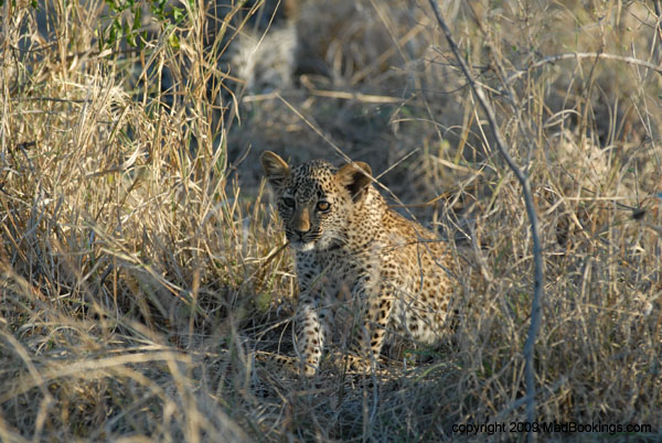 leopard_safari_sabi