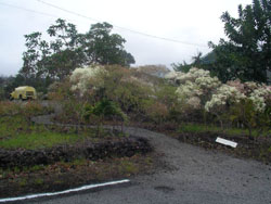 Bougainvilla Bed and Breakfast