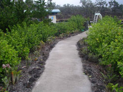 Bougainvilla Bed and Breakfast