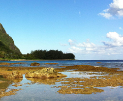 Sealodge Kauai Condos