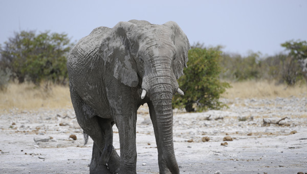 Picture taken at Kruger, Kruger South Africa