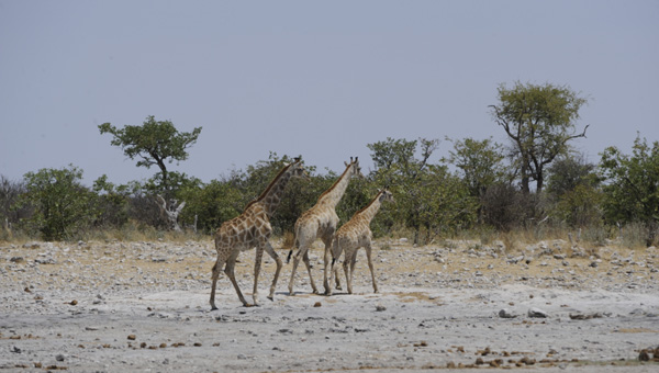 Picture taken at Kruger, Kruger South Africa