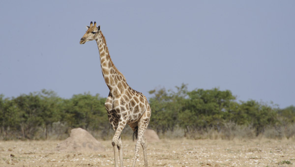 Picture taken at Kruger, Kruger South Africa