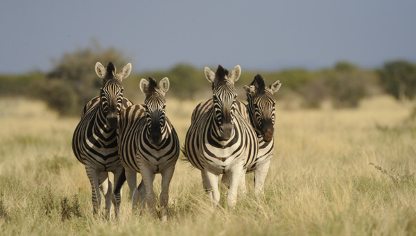 South African National Parks (SANP)