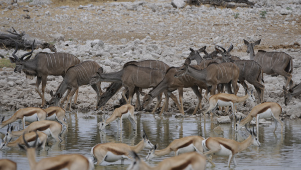 Picture taken at Kruger, Kruger South Africa