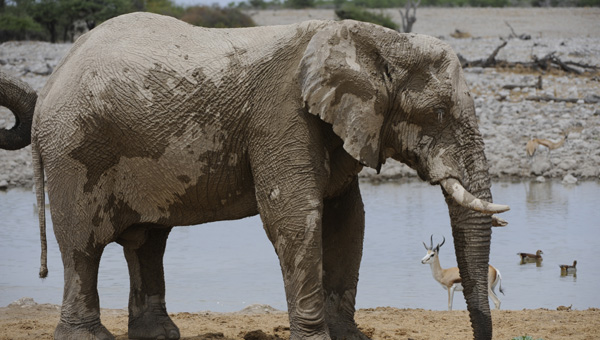 Picture taken at Kruger, Kruger South Africa