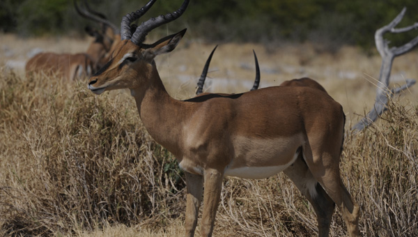 Picture taken at Kruger, Kruger South Africa