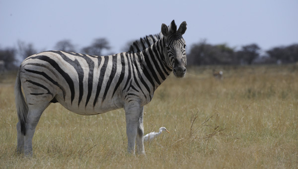 Picture taken at Kruger, Kruger South Africa
