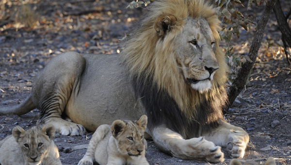 Picture taken at Kruger, Kruger South Africa