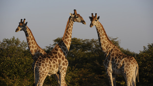 Picture taken at Kruger, Kruger South Africa