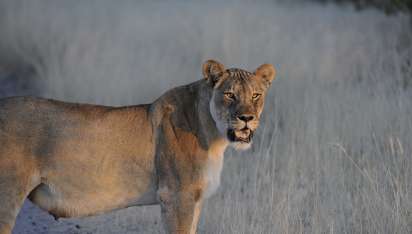 Picture taken at Kruger, Kruger South Africa